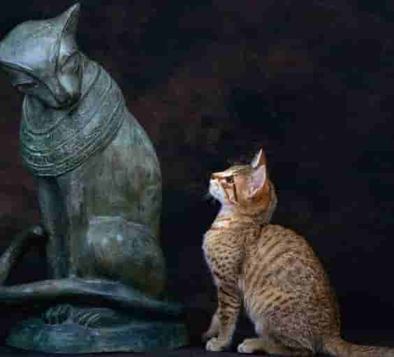 The ancient Egyptians were a cat-loving people. are represented in a multit...
