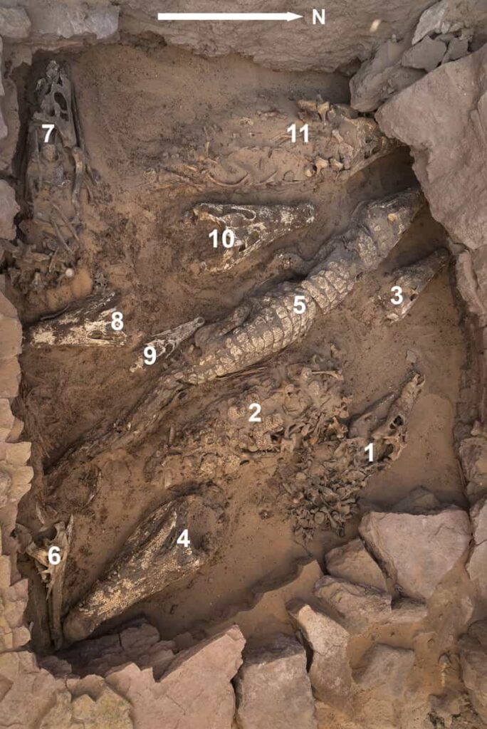 The Discovery of Mummified Crocodiles in an Egyptian Tomb