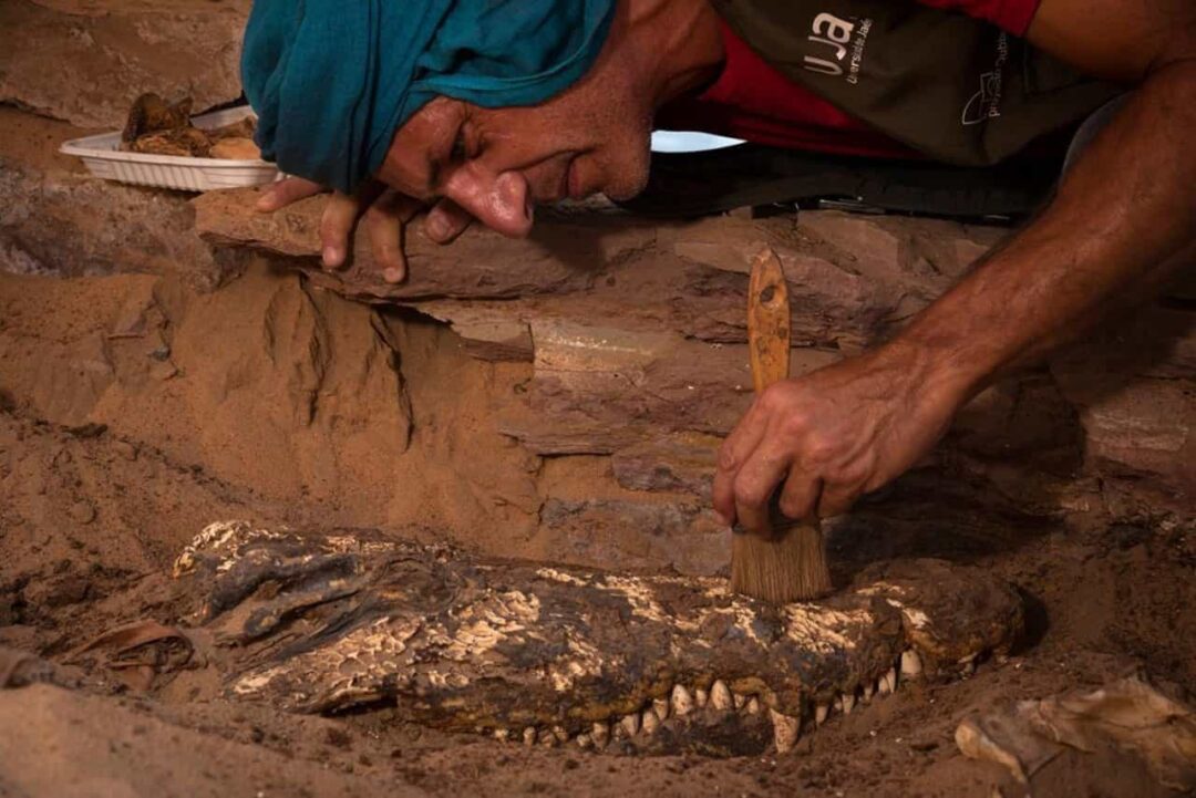 The Discovery Of Mummified Crocodiles In An Egyptian Tomb