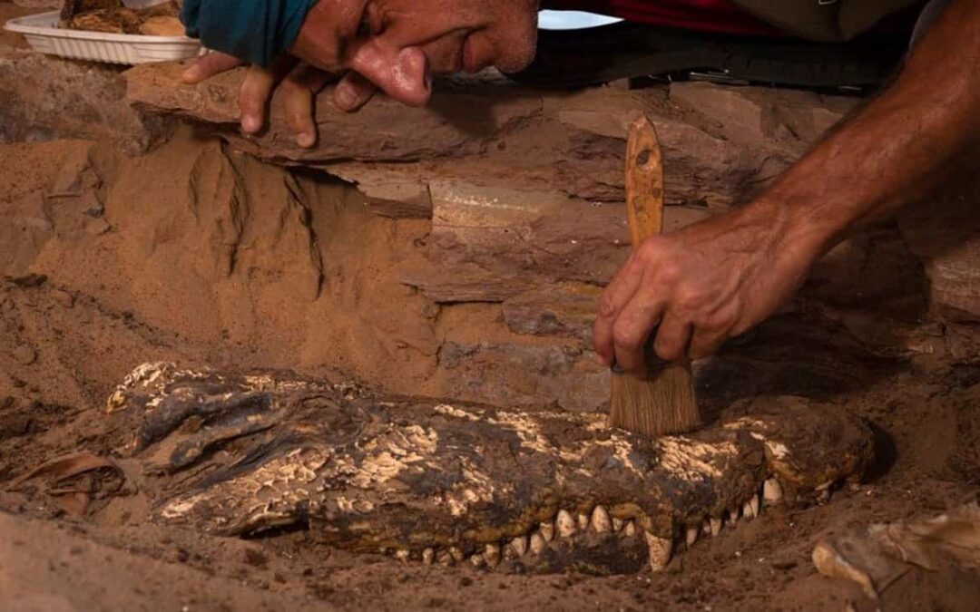 The Discovery of Mummified Crocodiles in an Egyptian Tomb