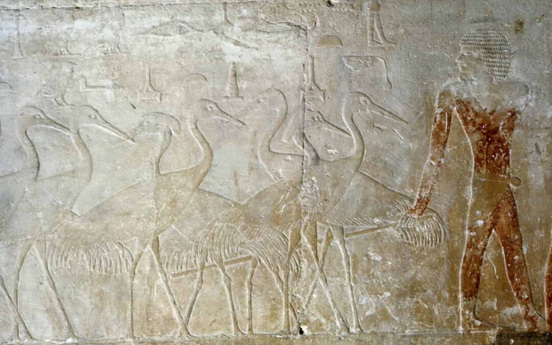 The Discovery of the Ibis Galleries in Saqqara