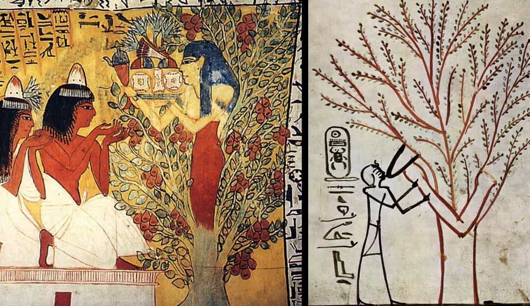 The Tree of Life in Ancient Egyptian Tradition