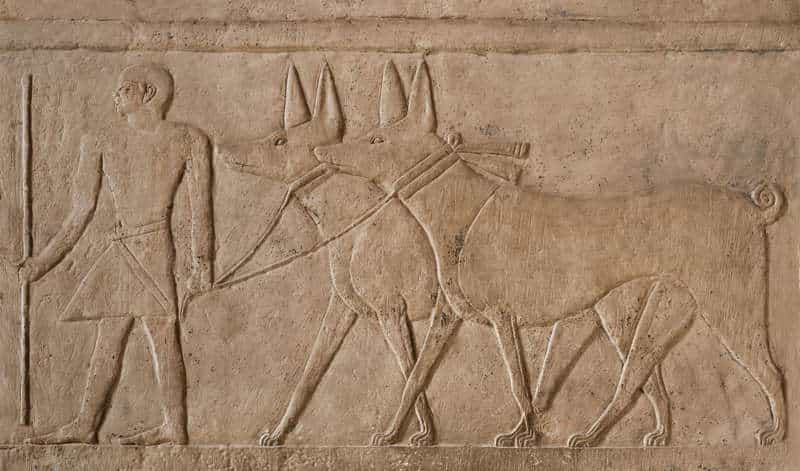 Beloved Pets of Ancient Egyptians: Dogs, Cats, Monkeys, and More